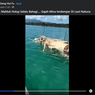 Heboh Bangkai Gajah Mina di Laut Natuna, Ini Penjelasan Peneliti LIPI