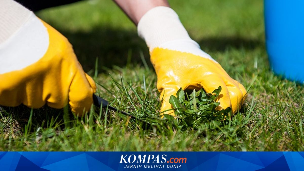 Cara Membasmi Rumput Liar di Halaman Rumah Pakai 2 Bahan Alami
