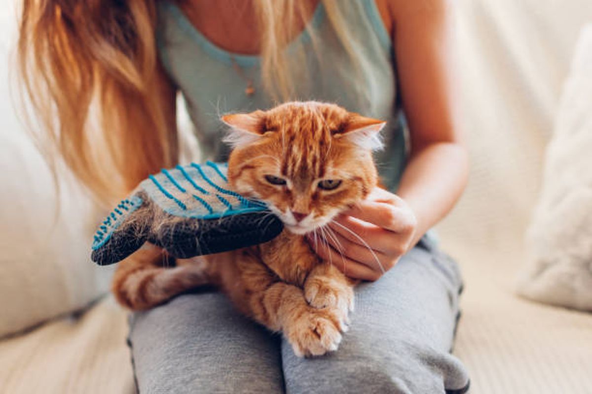 cara mencegah bulu kucing rontok.