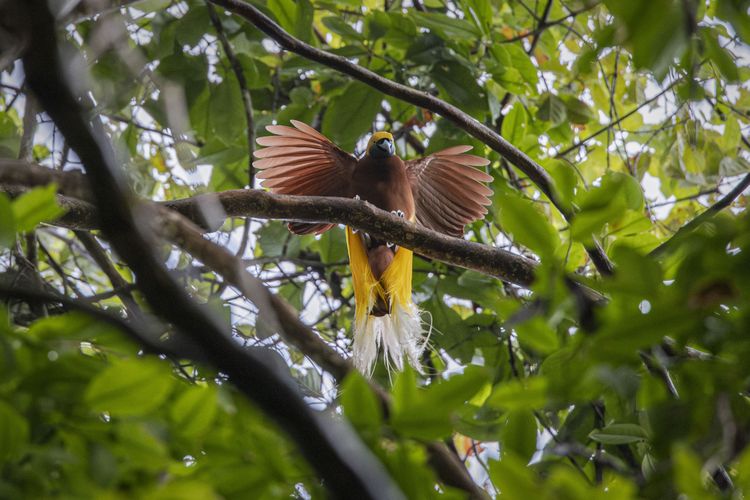 Lesser bird of paradise is seen in lowland rainforest of Malagufuk in Malagufuk Village, Sorong Regency, Southwest Papua, Indonesia on March 26, 2024. 