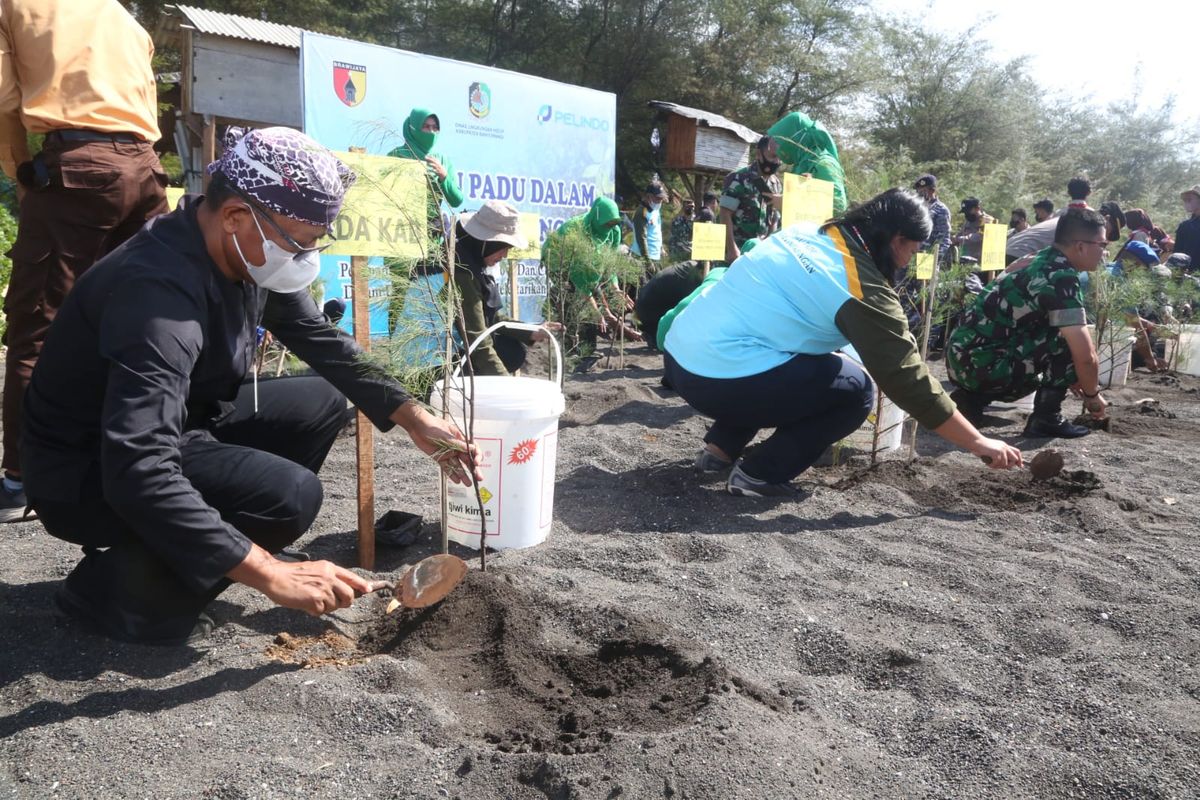 Penanaman pohon cemara dan mangrove 