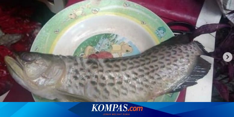 Cerita Bayu Saat Ikan Arwana Seharga Rp 2 Juta Digoreng Sang Ayah: Saya Pasrah