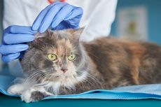 Panduan Membersihkan Telinga Kucing di Rumah agar Terhindar Penyakit