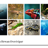 8 Contoh Hewan Ovovivipar