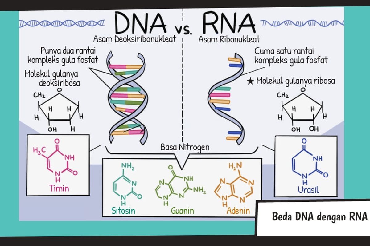 Beda DNA dengan RNA