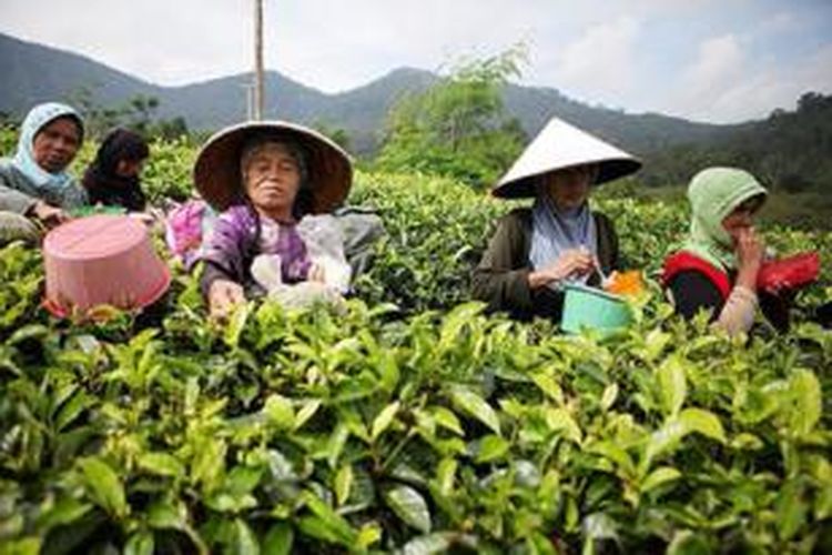 Pemetik teh menikmati sisa bekal mereka dengan lalapan daun teh atau dikenal dengan istilah jomet seusai bekerja di area kebun teh yang dikelola oleh Pusat Penelitian Teh dan Kina Gambung di Desa Mekarsari, Pasir Jambu, Kabupaten Bandung, Jawa Barat.