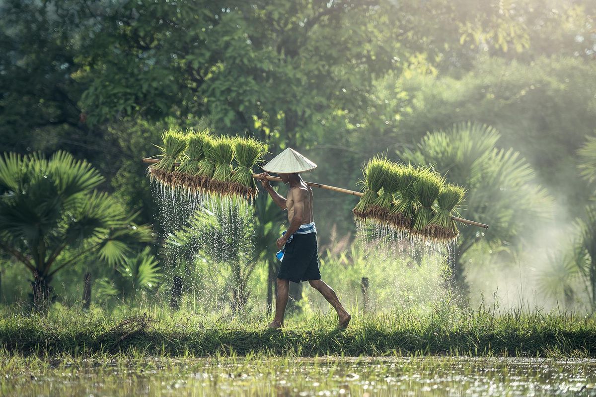 Ilustrasi petani di Indonesia.