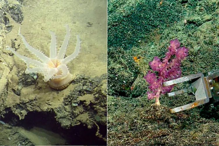 Beberapa gambar spesies baru laut dalam yang diabadikan ilmuwan. Ahli menemukan 30 spesies baru laut dalam di sekitar Kepulauan Galapagos.