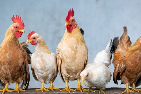 Harga Pakan Mahal, 30 Persen Peternak Ayam di Kuningan Bangkrut