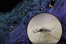 Kenali Apa Itu Virus West Nile yang Menyebar Melalui Gigitan Nyamuk