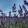 Harus Tahu, Berikut Manfaat Bunga Lavender untuk Kesehatan