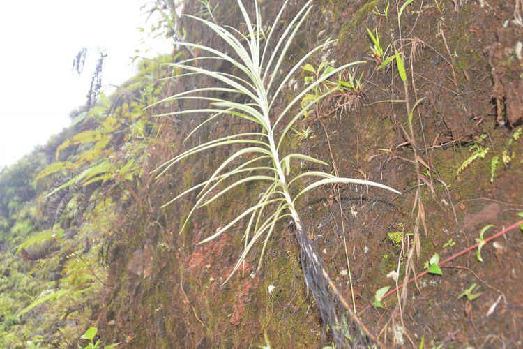 Tumbuhan liar Edelweis di lereng bukit Wajur, Desa Wajur, Kecamatan Kuwus Barat, Manggarai Barat, Flores, NTT, Rabu (2/1/2019). 