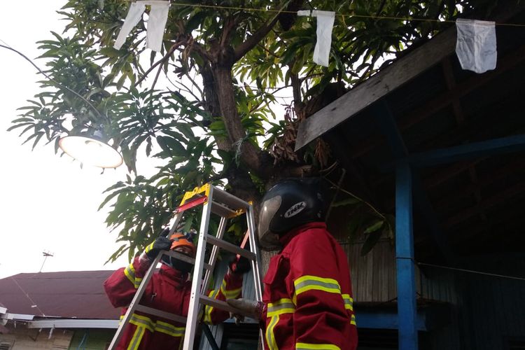 Petugas BPBD Banjarmasin, Kalsel, membongkar sarang tawon di pohon dekat pemukiman warga di Jalan Cempaka Raya, Selasa (17/12/2019).