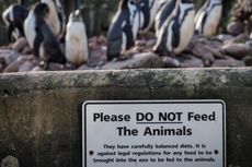 500 Satwa Mati dalam 4 Tahun, Perpanjangan Lisensi Kebun Binatang Ini Ditolak