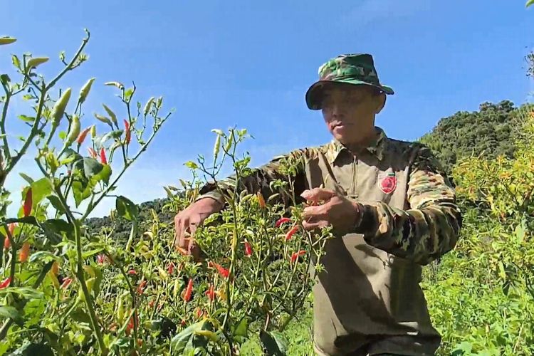 PANEN CABAI: Serma Zaenal terlihat tengah memanen cabai di kebun miliknya, baru-baru ini.