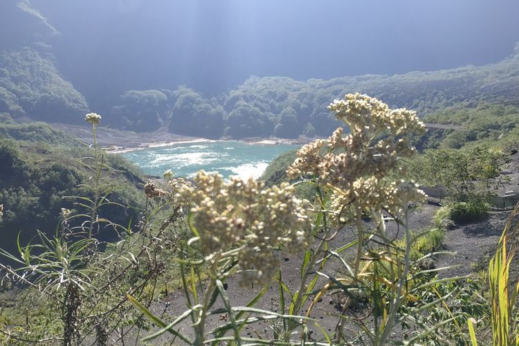 Bunga Edelweis dengan latar kawah Gunung Kelud.