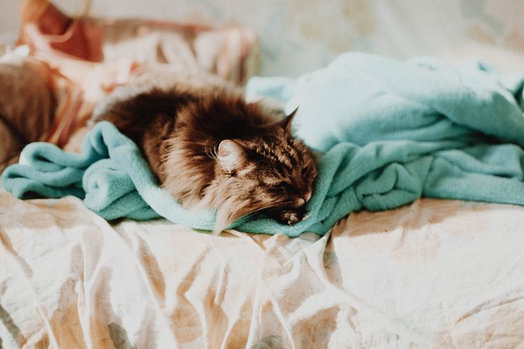 Sediakan tempat istirahat yang nyaman ketika kucing tengah flu, agar sistem imunnya meningkat dan bisa melawan infeksi virus.