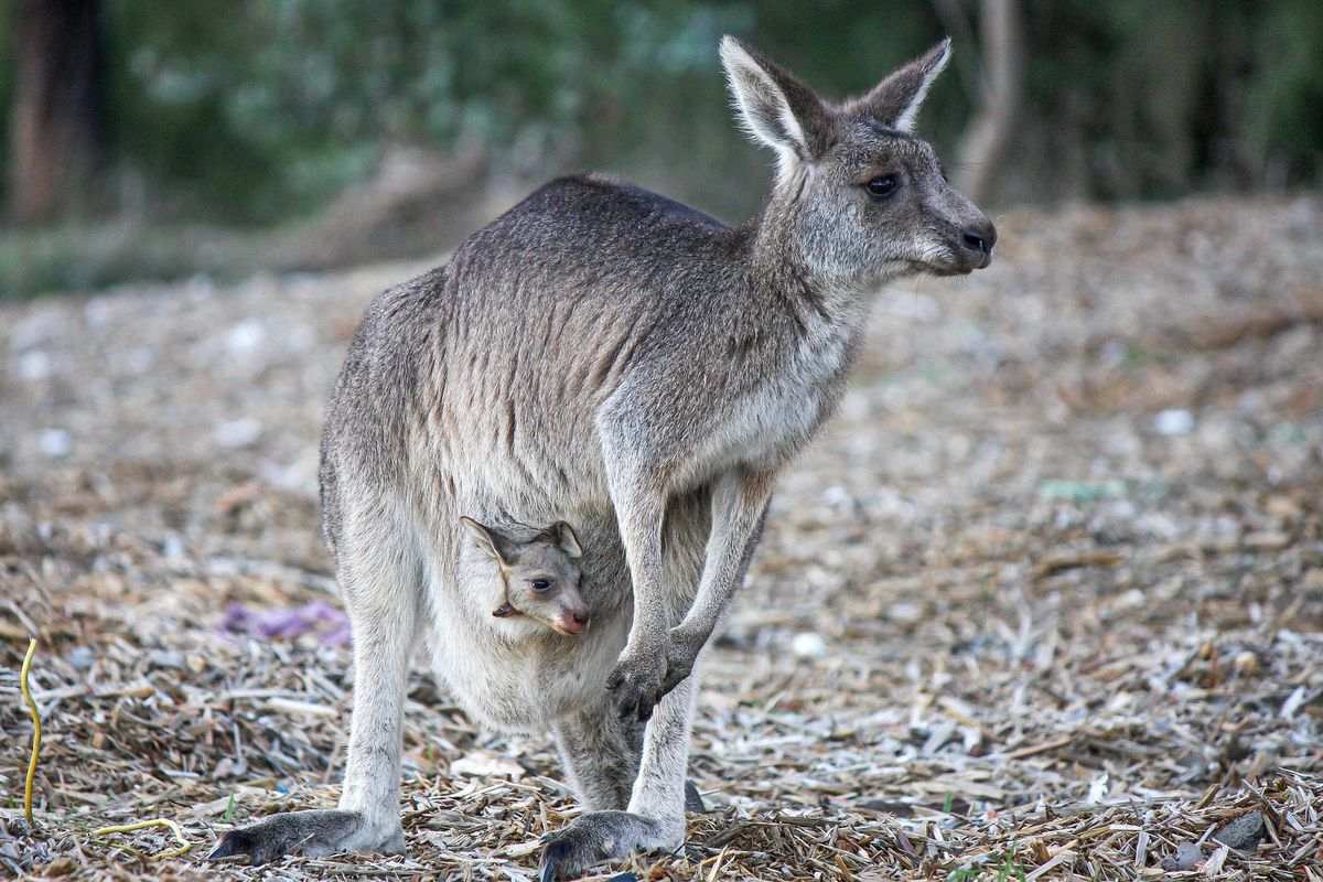 Induk kanguru Australia sedang membawa anaknya di dalam kantong miliknya. Kantong kanguru tempat bayi kanguru dibesarkan selama lima bulan sebelum muncul dan menjelajah.
