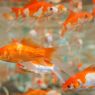 Siklus Perkembangan Ikan Mas dan Ciri-cirinya