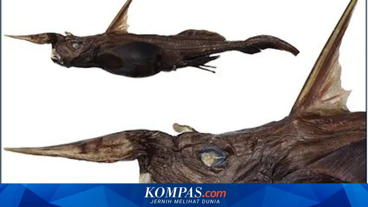 Ilmuwan Temukan Spesies Baru Hiu Hantu di Kedalaman Laut Pasifik