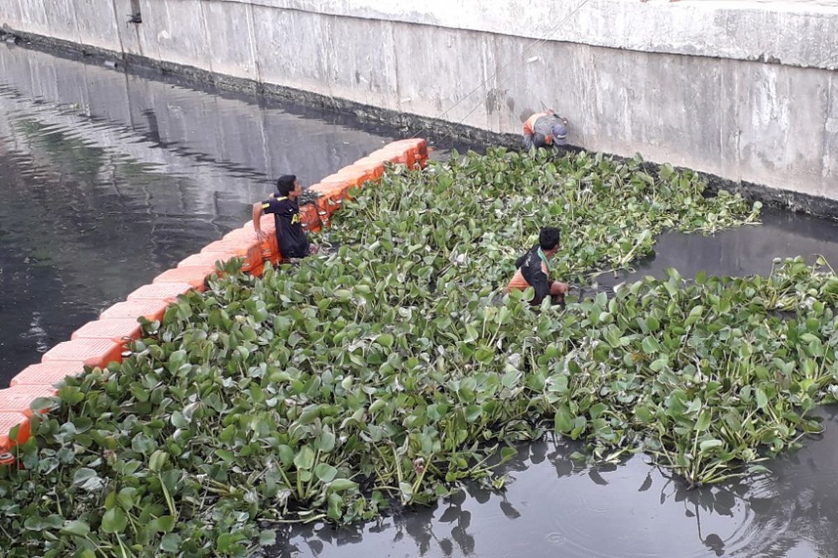 Petugas UPK Badan Air menanam eceng gondok di Kali Inlet 3, Sunter, Jakarta Utara, Senin (3/12/2018).