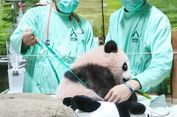 Menengok Si Toddler Panda Rio di Taman Safari Bogor, Tonggak Penting Konservasi Satwa Indonesia