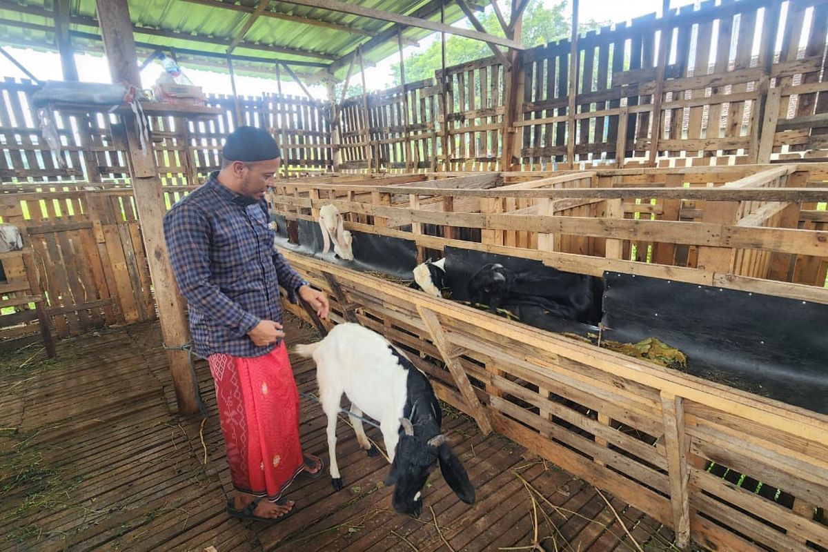 Zainal Abidin, Sekdes Viral asal Pasuruan sedang melihat peliharaan kambingmya usai di tinggal umrah, Sabtu (19/04/2025) 