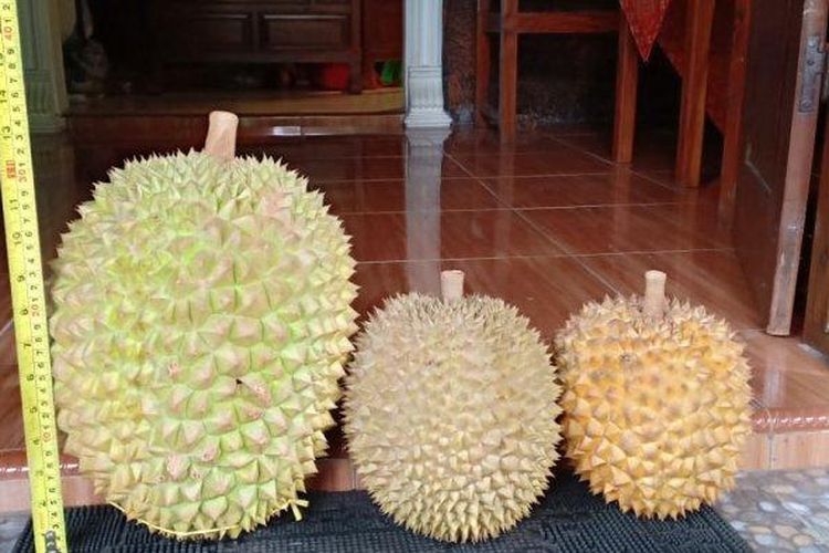 Penggemar menyantap durian Shinta, durian organik asal Semarang.