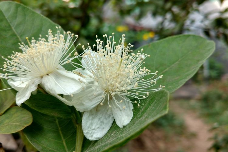 Ilustrasi bunga jambu.