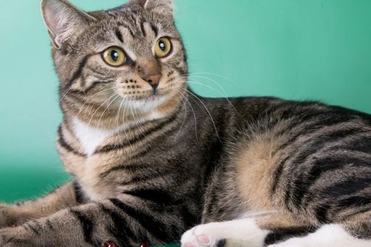 Ilustrasi ras kucing American bobtail. 