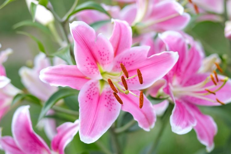 Ilustrasi bunga lily stargazer.