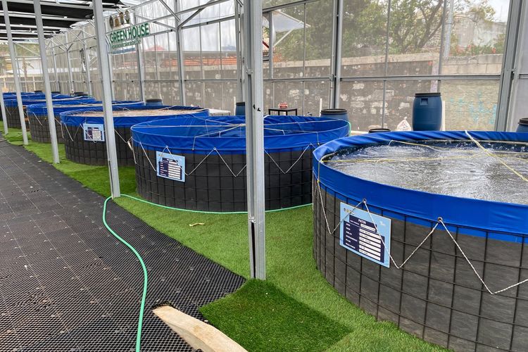 Bioflok di SPPG Polri Palmerah berisi ikan budidaya untuk MBG, Rabu (18/2/2026). 