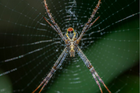 Bagaimana Cara Laba-laba Menghasilkan Jaring dari Tubuhnya?