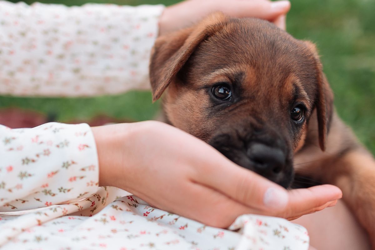 Bokep Cewe Sama Anjing - Anjing Diberi Makan Apel, Amankah?