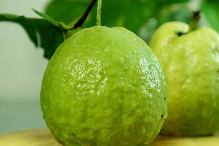 Ilustrasi jambu kristal. 