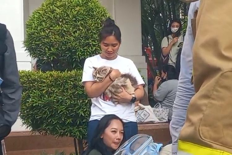 2 Kucing Wamenpar Ni Luh Puspa Terjebak Saat Kebakaran Apartemen Pavilion, Dievakuasi dari Lantai 22