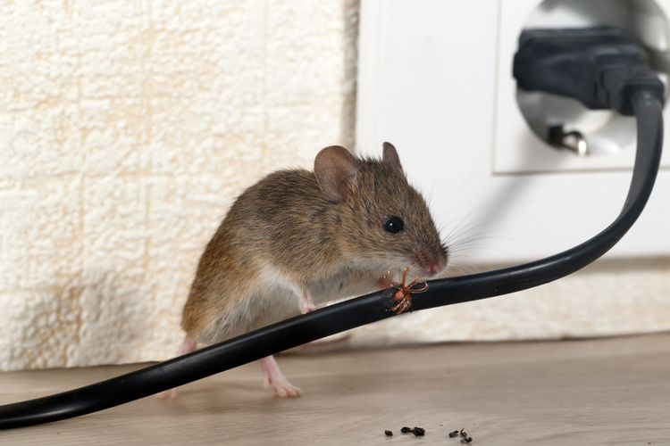 Ilustrasi tikus di rumah, tikus menggigit kabel. 