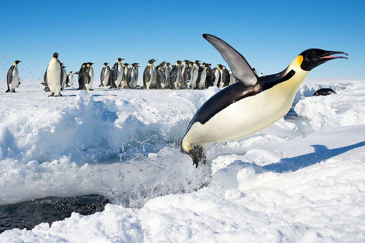 Ilustrasi penguin kaisar di Antartika.