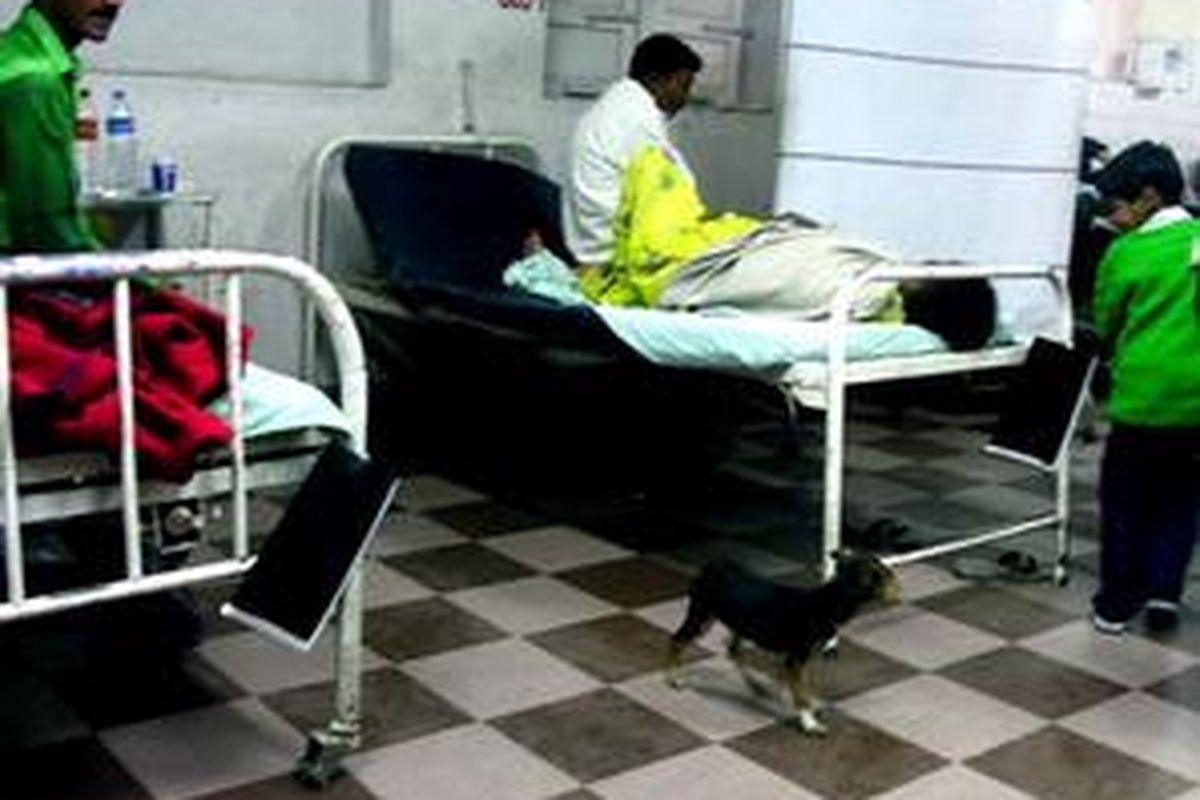 Anjing di ruang gawat darurat. 