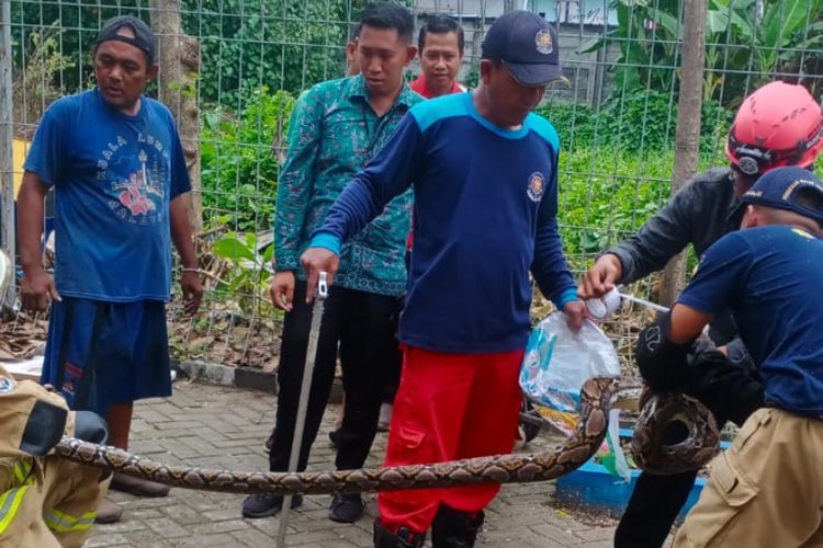 Damkar Surabaya saat evakuasi ular di halaman sekolah, Selasa (9/12/2025).