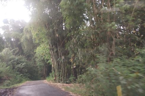 Wisata Hutan Bambu di Flores, Rasakan Kesejukannya