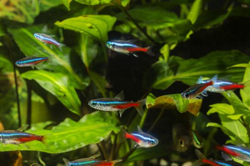 5 Ikan Tetra Paling Populer, Cocok untuk Dipelihara