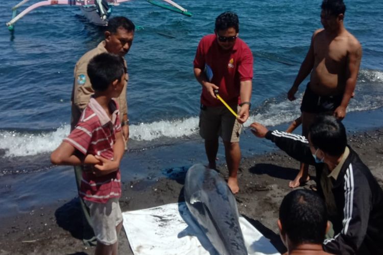 Petugas memeriksa bangkai seekor lumba-lumba yang terdampar di Pantai Penimbangan, Desa Baktiseraga, Kecamatan Buleleng, Kabupaten Buleleng, Provinsi Bali, Senin (5/12/2022) .