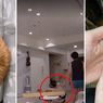 Kucing Oren Ini Tabrak Pemiliknya hingga Jatuh dan Terkilir