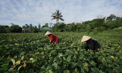 Dikunjungi 3 Kementerian, Produsen Edamame Ini Bahas Pengembangan Pasar Ekspor