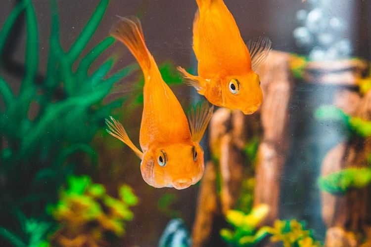 900 Filter Aquarium Ikan Mas Koki HD Terbaik