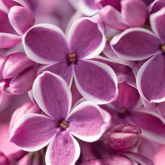 Ilustasi bunga lilac. 