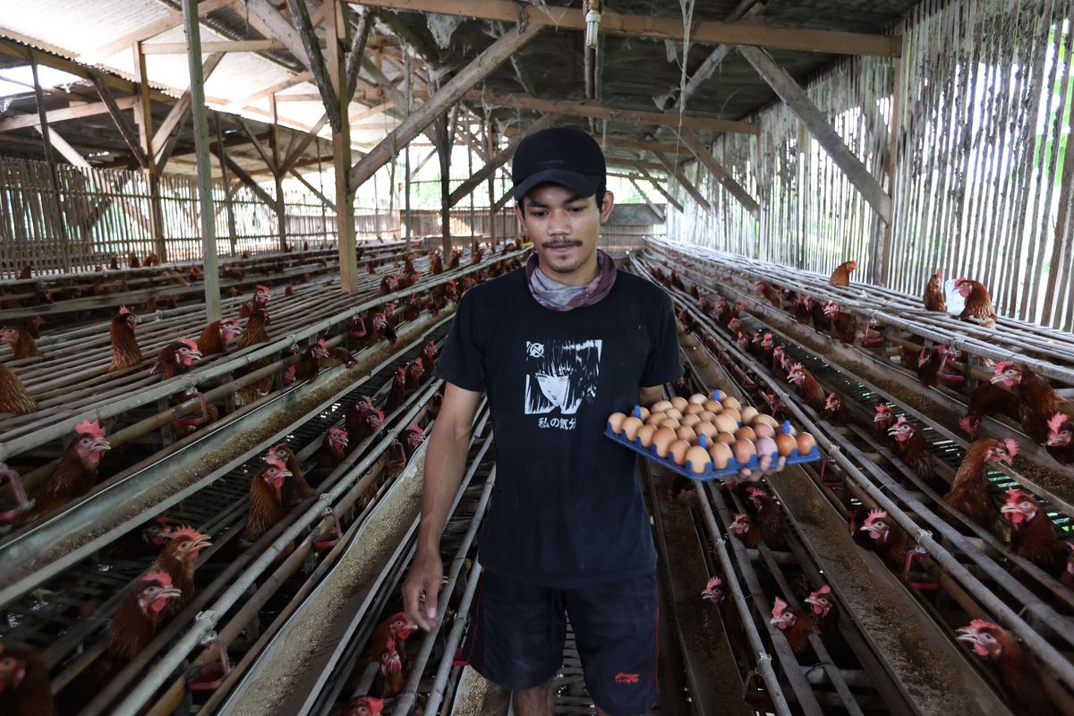 Peternak memanen telur ayam di peternakan di kawasan Cibinong, Kabupaten Bogor, Selasa (23/8/2022). Dalam dua pekan ini harga telur terus mengalami kenaikan harga. Ditingkat peternak harga telur dijual Rp 28.500 per kilogram. Sedangkan di pedagang harga telur mencapai Rp 31.000 per kilogram.