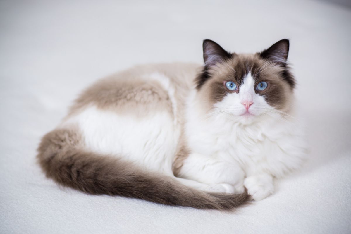 Ilustrasi kucing Ragdoll.