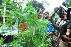 Polisi Aceh Musnahkan 6,5 Hektar Ladang Ganja